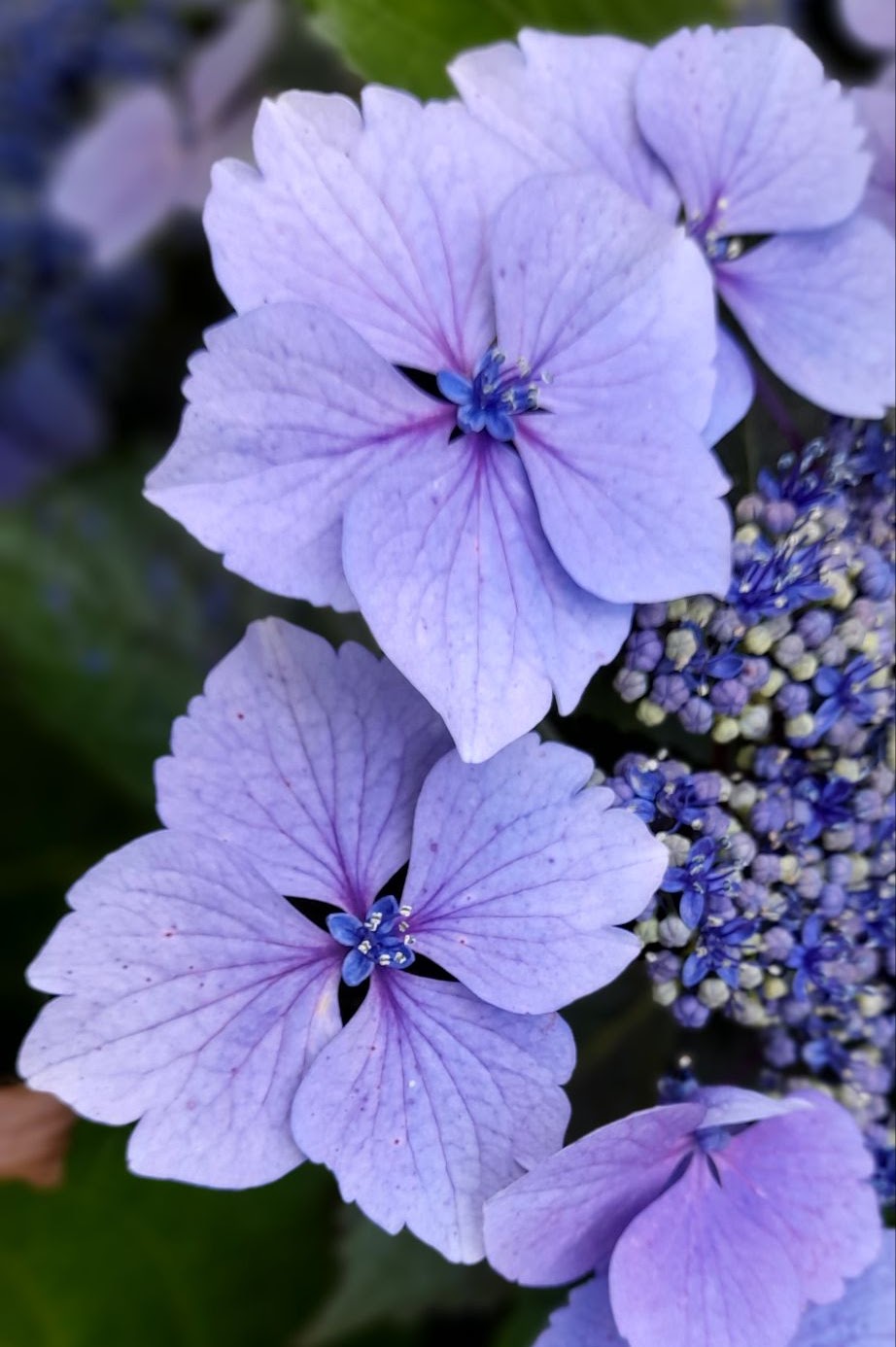 Fleurs mauves, visuel source de la rééducation périnéale